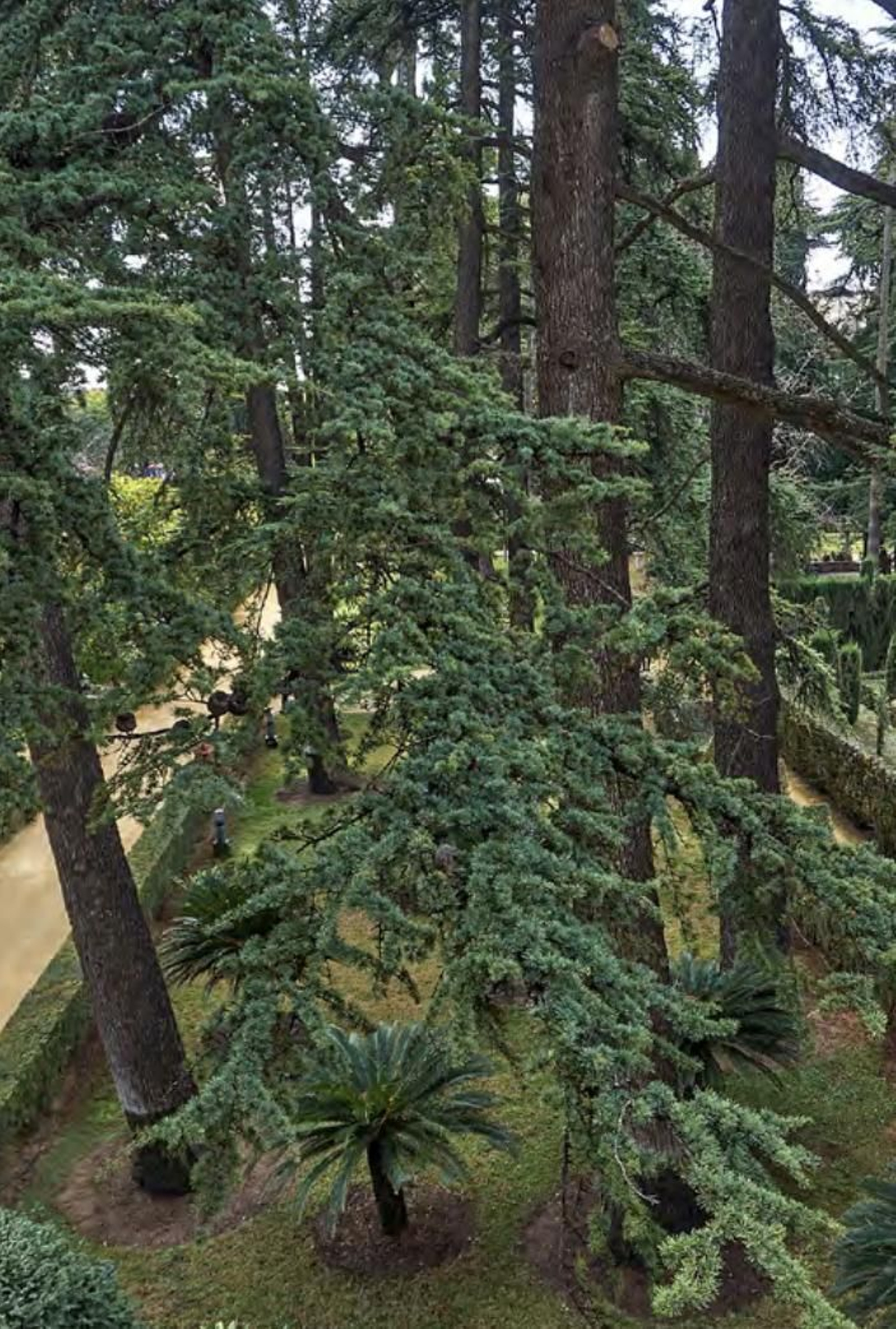 Los árboles más singulares del nuevo catálogo de Sevilla