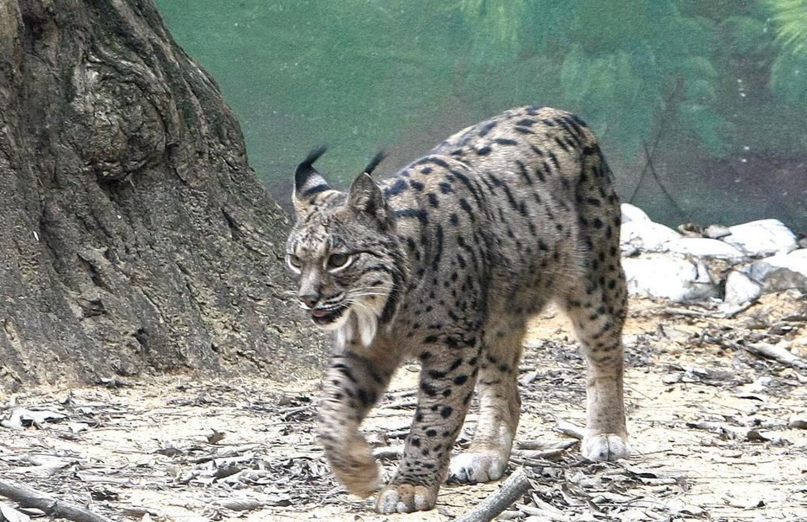 Estudian reintroducir el lince en la Sierra de Arana