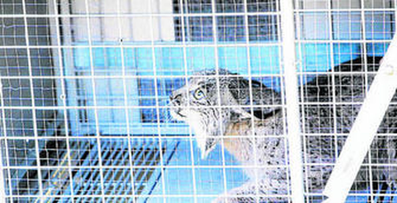 'Azahar', uno de los ejemplares de lince que han pasado por el zoo de Jerez.