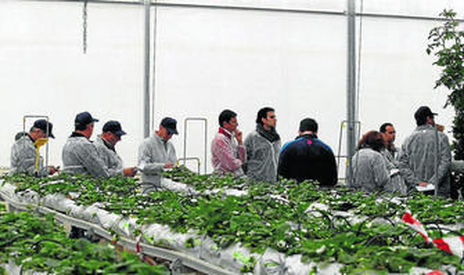 El cultivo hidropónico es un sistema que optimiza el uso del agua para riego, que se emplea en Almería.