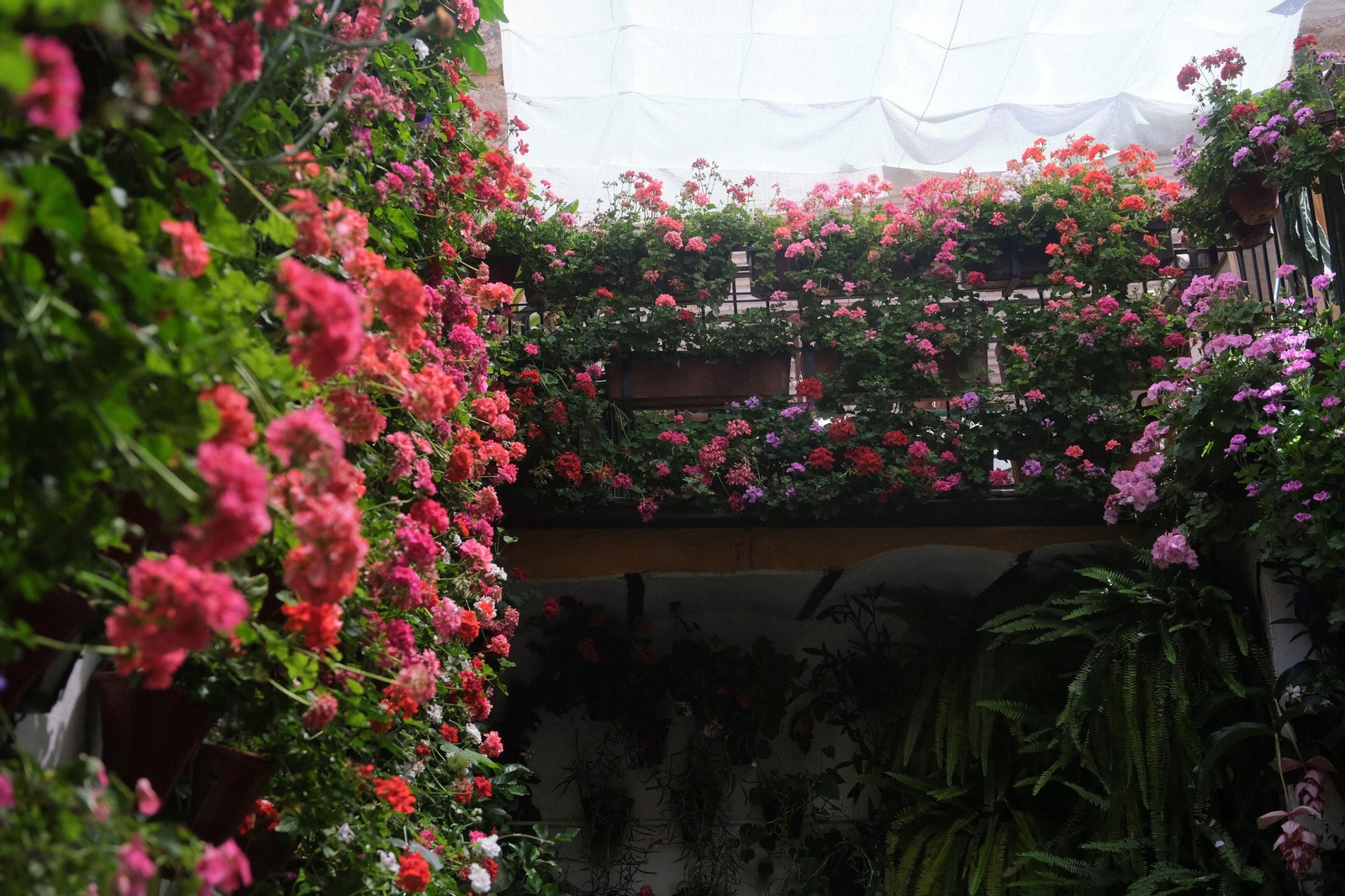 Los Patios de Córdoba se llenan de turistas en su primer fin de semana, en imágenes