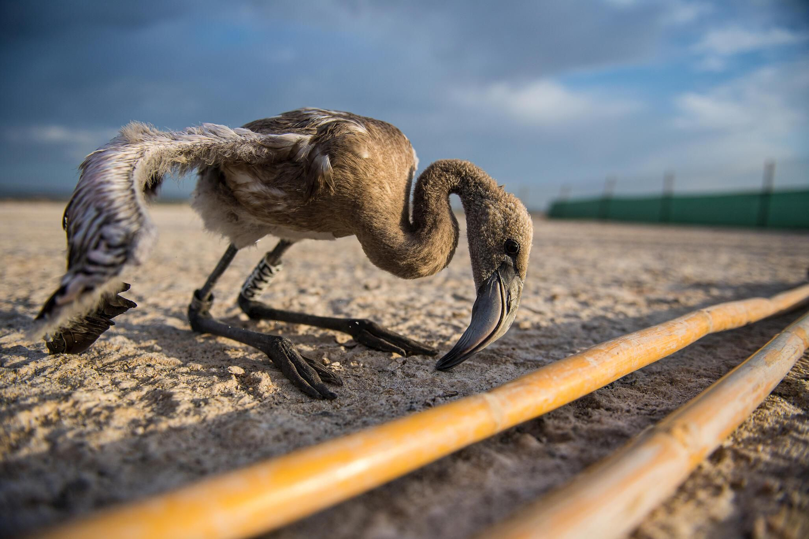 Flamencos en la Laguna de Fuente de Piedra durante el anillamiento (fotos)