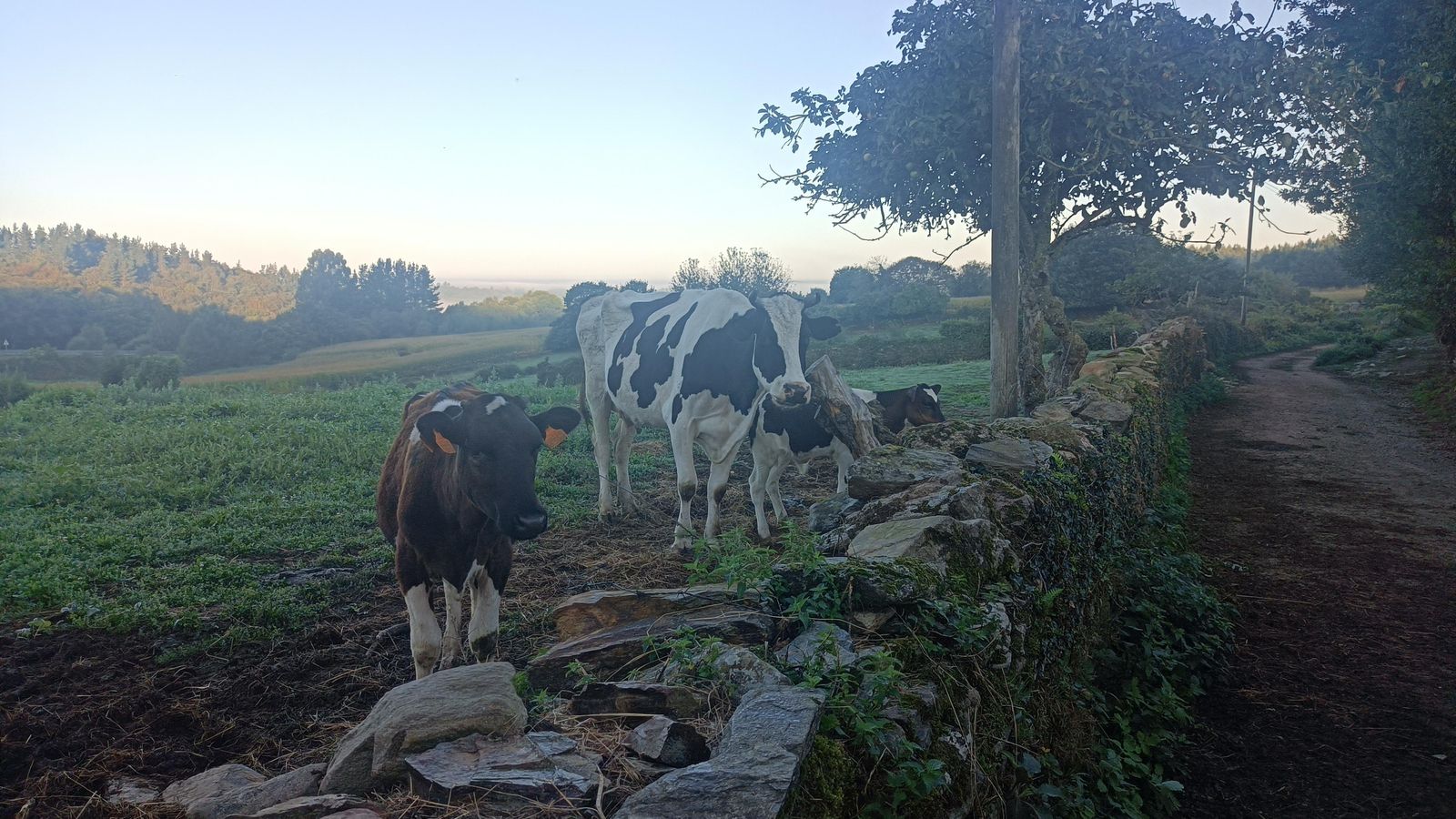 El recorrido sigue teniendo tramos muy bucólicos con presencia de mucho ganado vacuno.