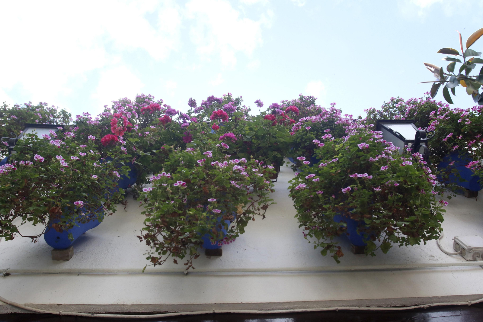 Ruta Alcázar Viejo de los Patios de Córdoba, en imágenes