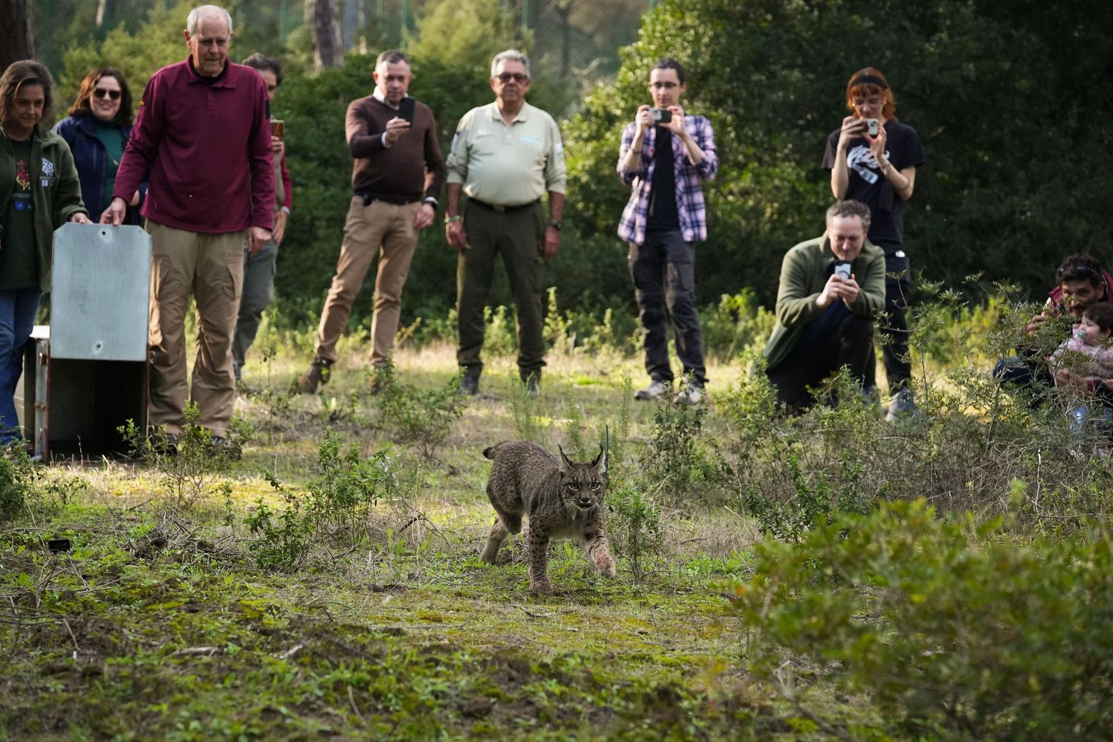 Suelta del ejemplar de lince ibérico en el Espacio Natural de Doñana.