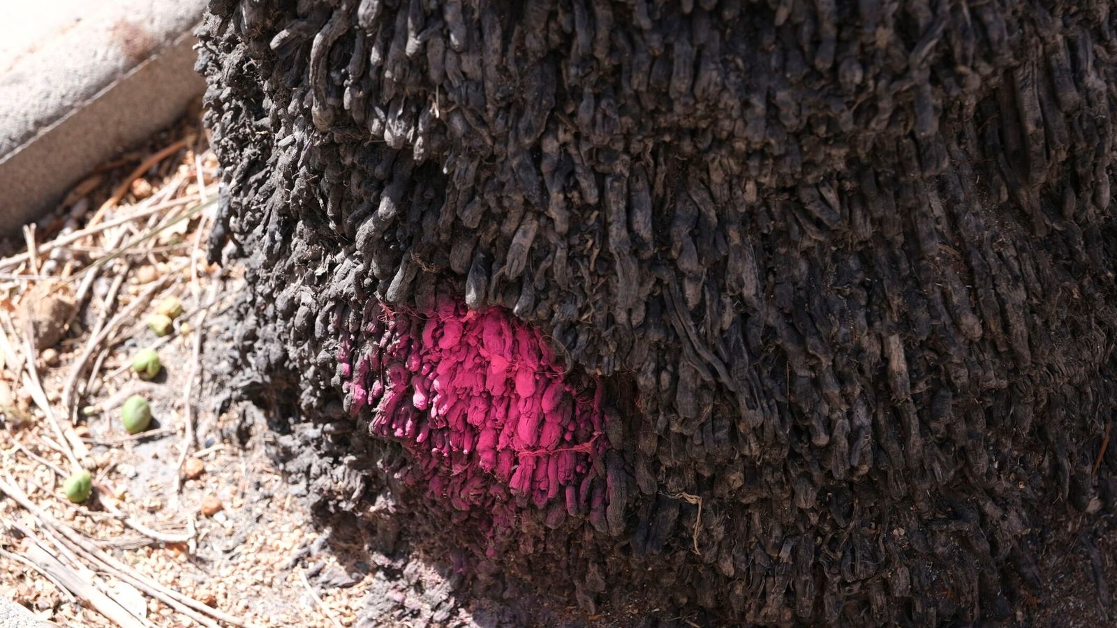 Marcaje que se ha hecho a las palmeras que han dado síntomas de enfermedad.