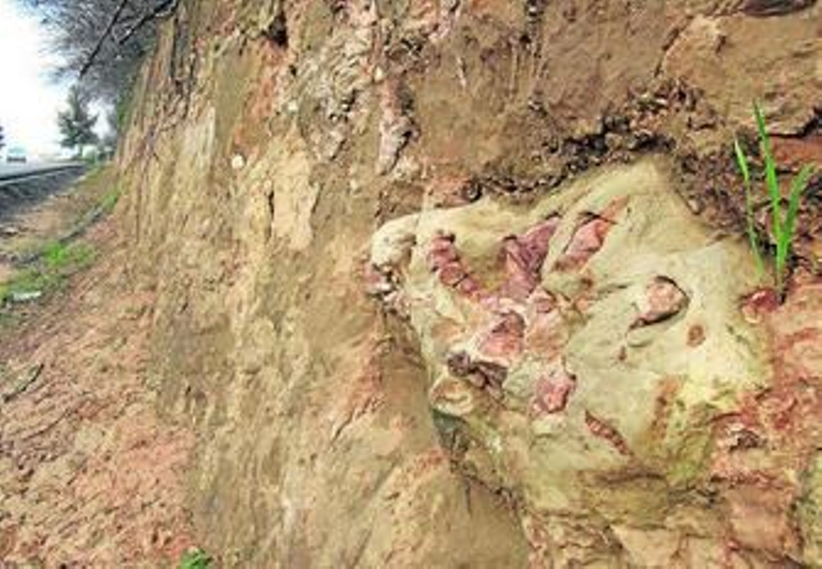 Vista de algunos de los restos fósiles hallados en Lepe tras el desprendimiento de roca por la lluvia.