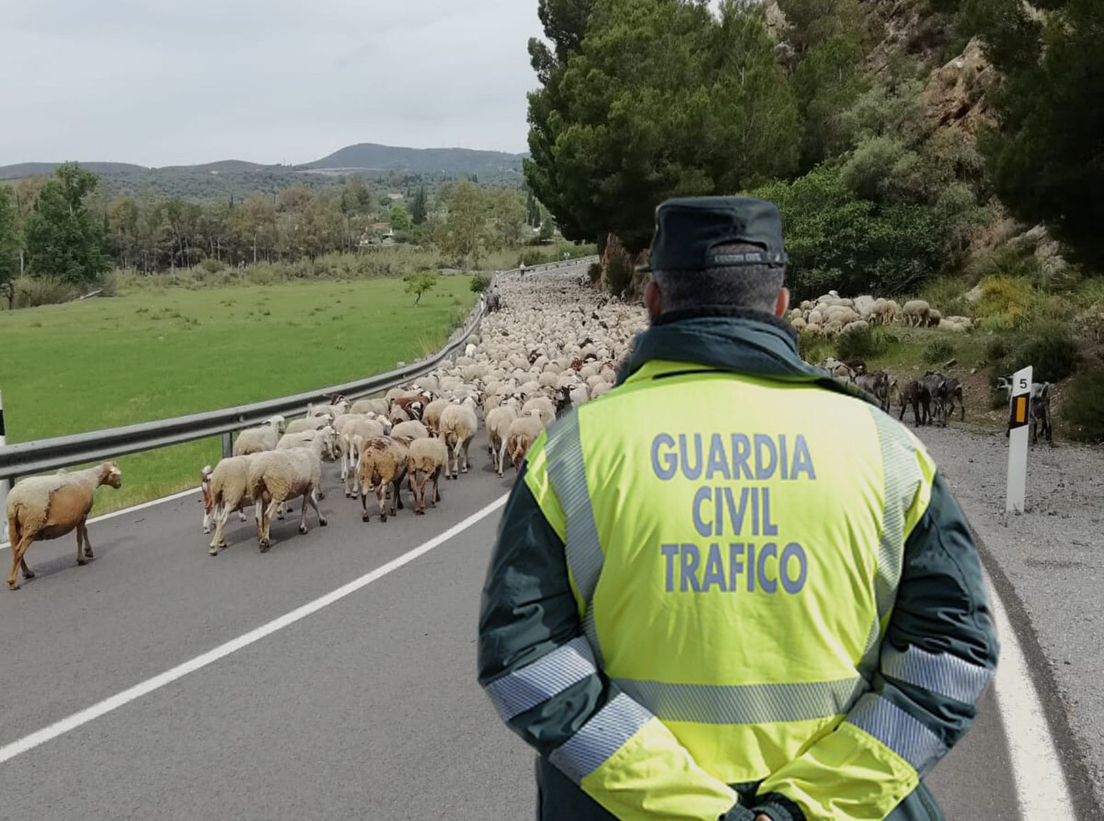 Uno de los agentes de la Guardia Civil de Tráfico vigila el rebaño de ovejas.