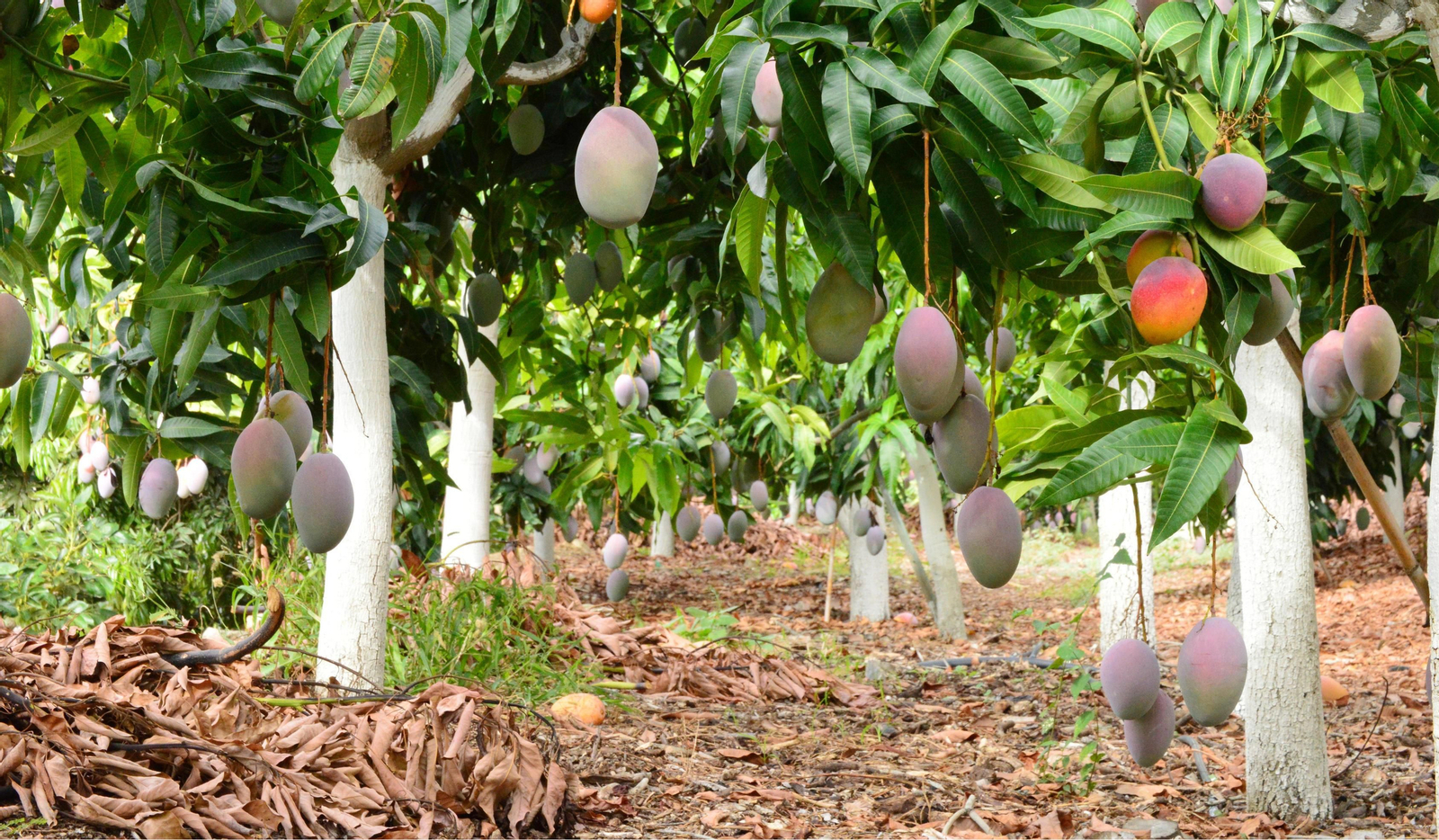 Una plantación de mangos.
