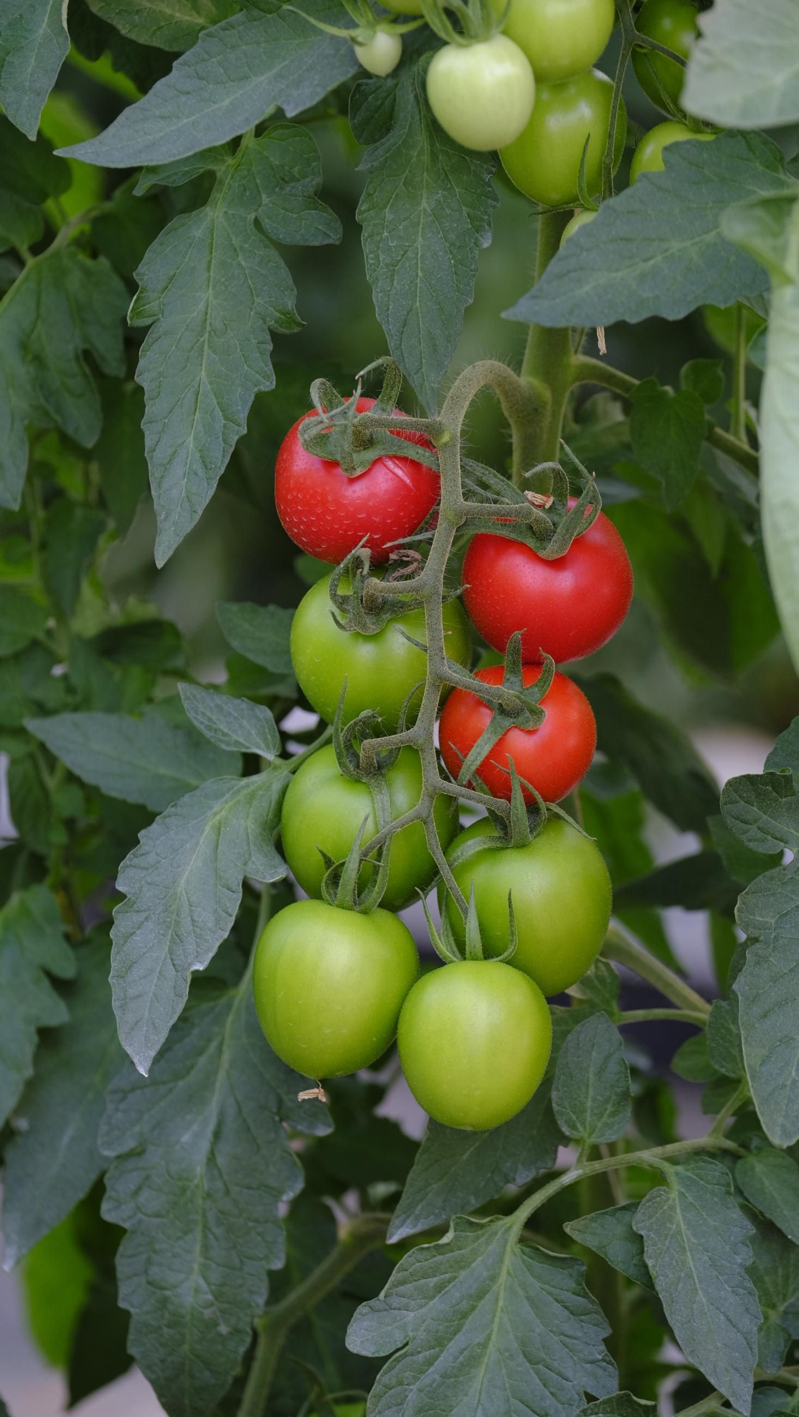 Jornada de puertas abiertas en la Estación Experimental Cajamar Las Palmerillas, en fotos