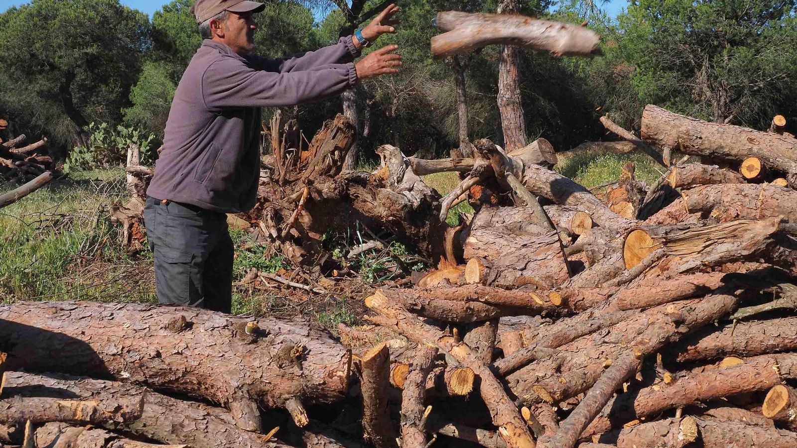 Sebastián Vázquez recopila leña de pino piñonero para sus boliches