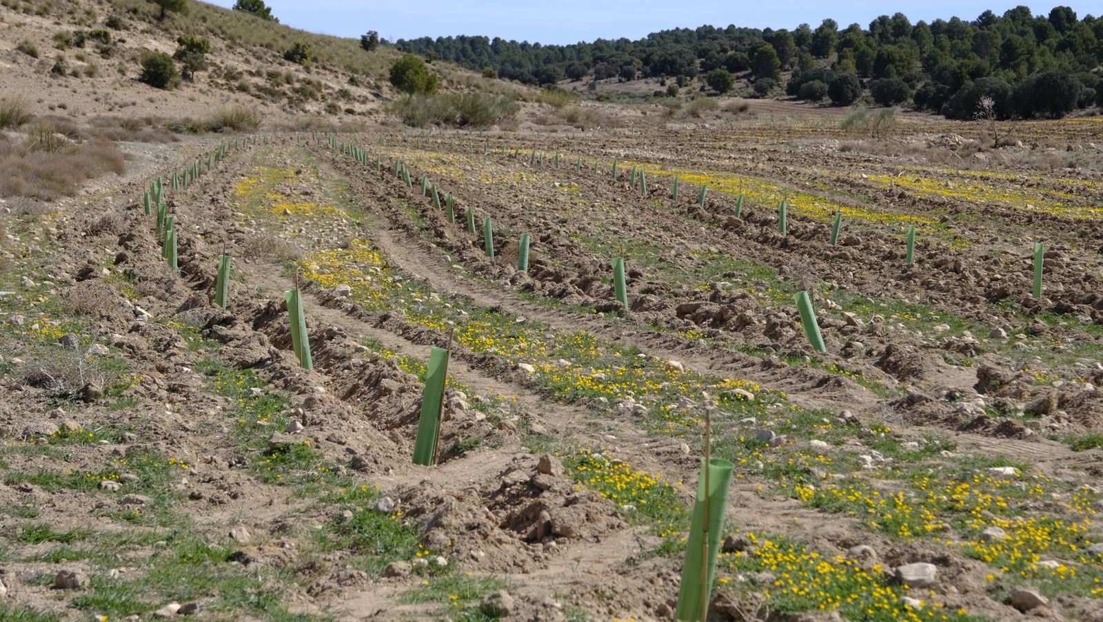 Cajamar pone 'la primera planta' para la reforestación de Sierra María-Los Vélez