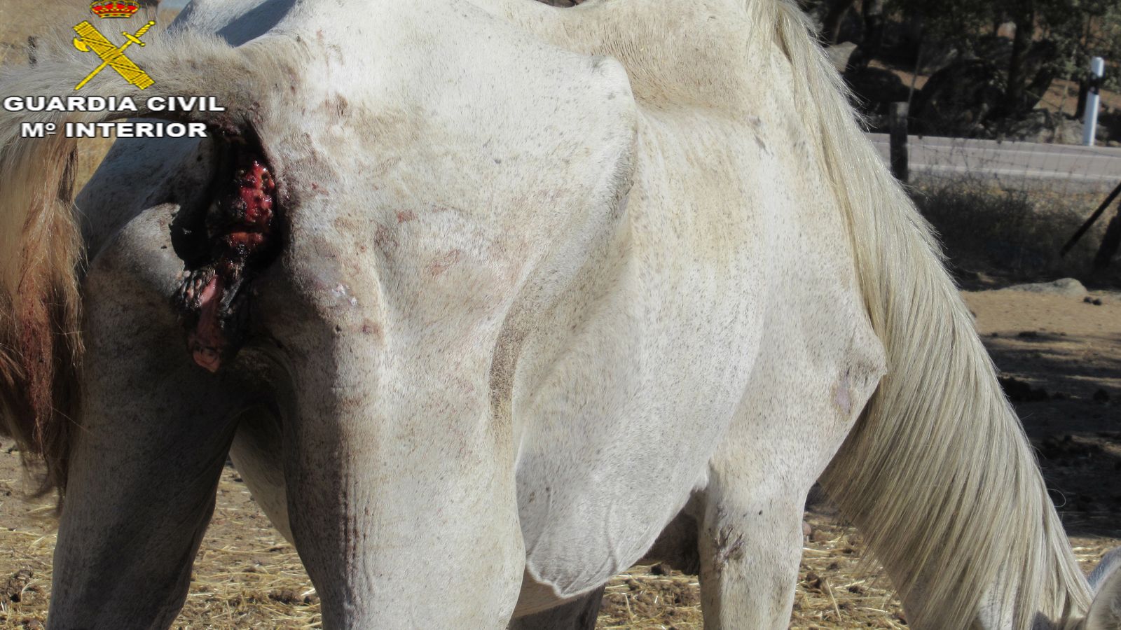 Una yegua con heridas del parto.