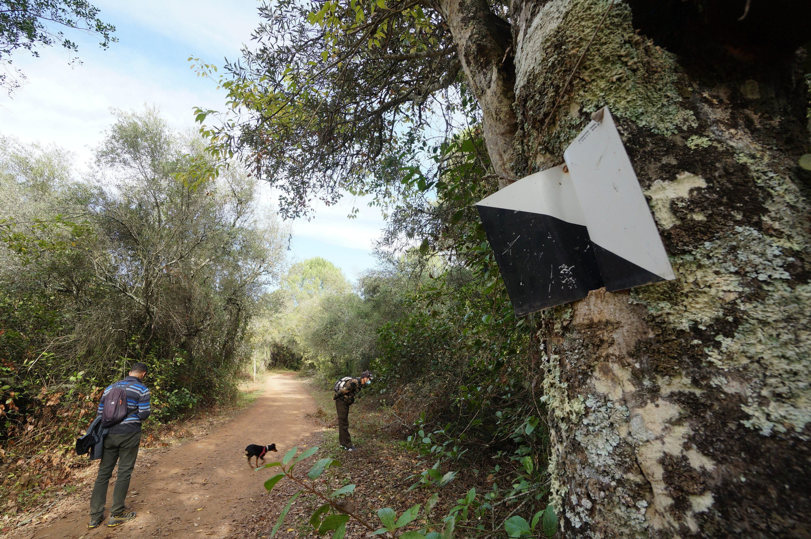 Un paseo en fotografías por el castañar de Valdejetas en la Sierra de Córdoba