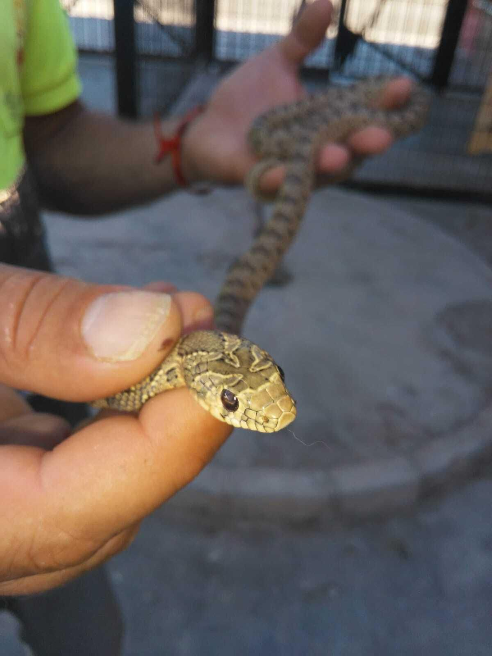 Un investigado por poseer una docena de serpientes y otros reptiles