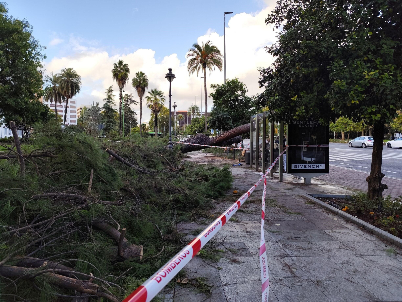 El rastro que deja la borrasca Claudia en Córdoba: anegaciones, árboles caídos y destrozos