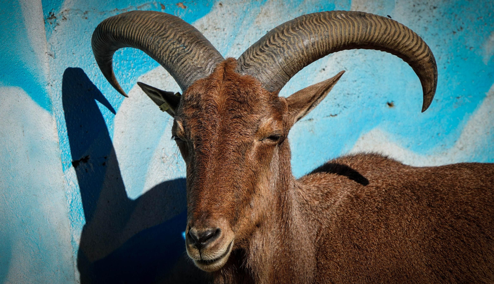 La especial mirada de los animales del Zoo de Jerez