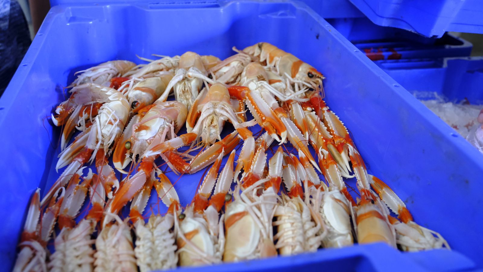 Imágenes de la visita guiada a la Lonja del Puerto Pesquero de Almería