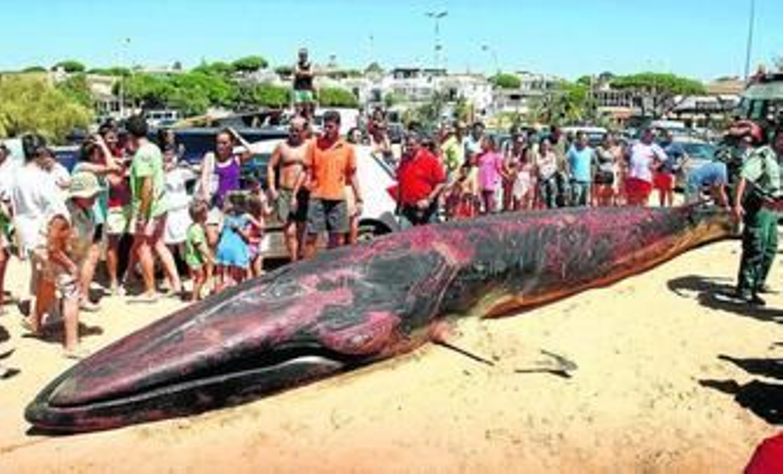 Decenas de bañistas acudieron a contemplar el cetáceo a la playa urbana de Mazagón. A la derecha, los equipos de rescate retiran el cuerpo muerto de la ballena.