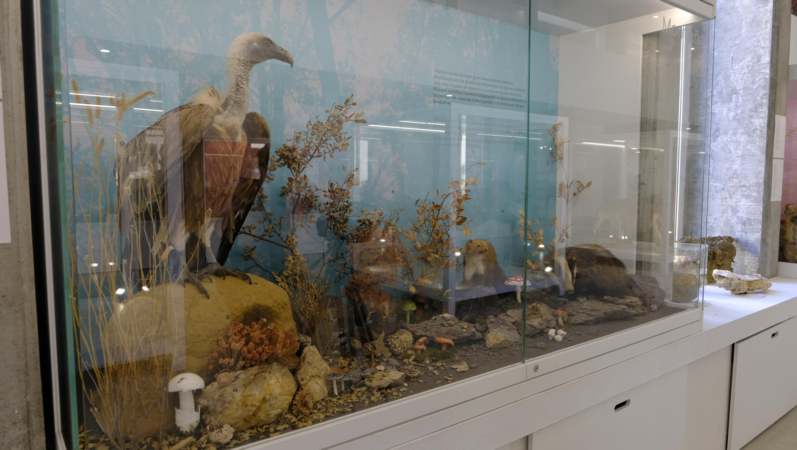 Descubre en estas fotos las maravillas que esconde el Pabellón de Historia Natural de la UAL