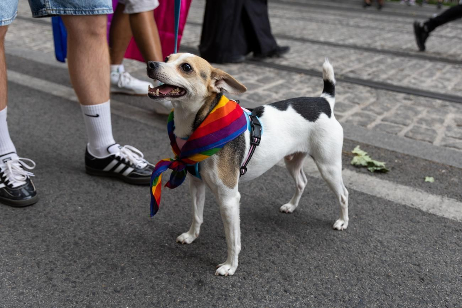Manifestación del Orgullo LGTBIQA+