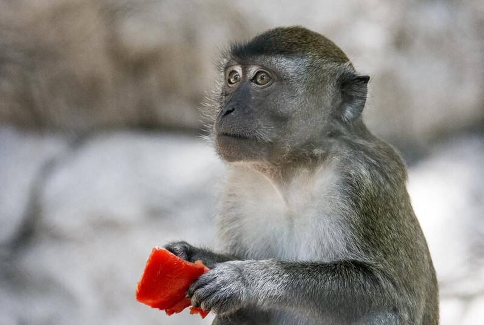 Los monos o macacos de Gibraltar