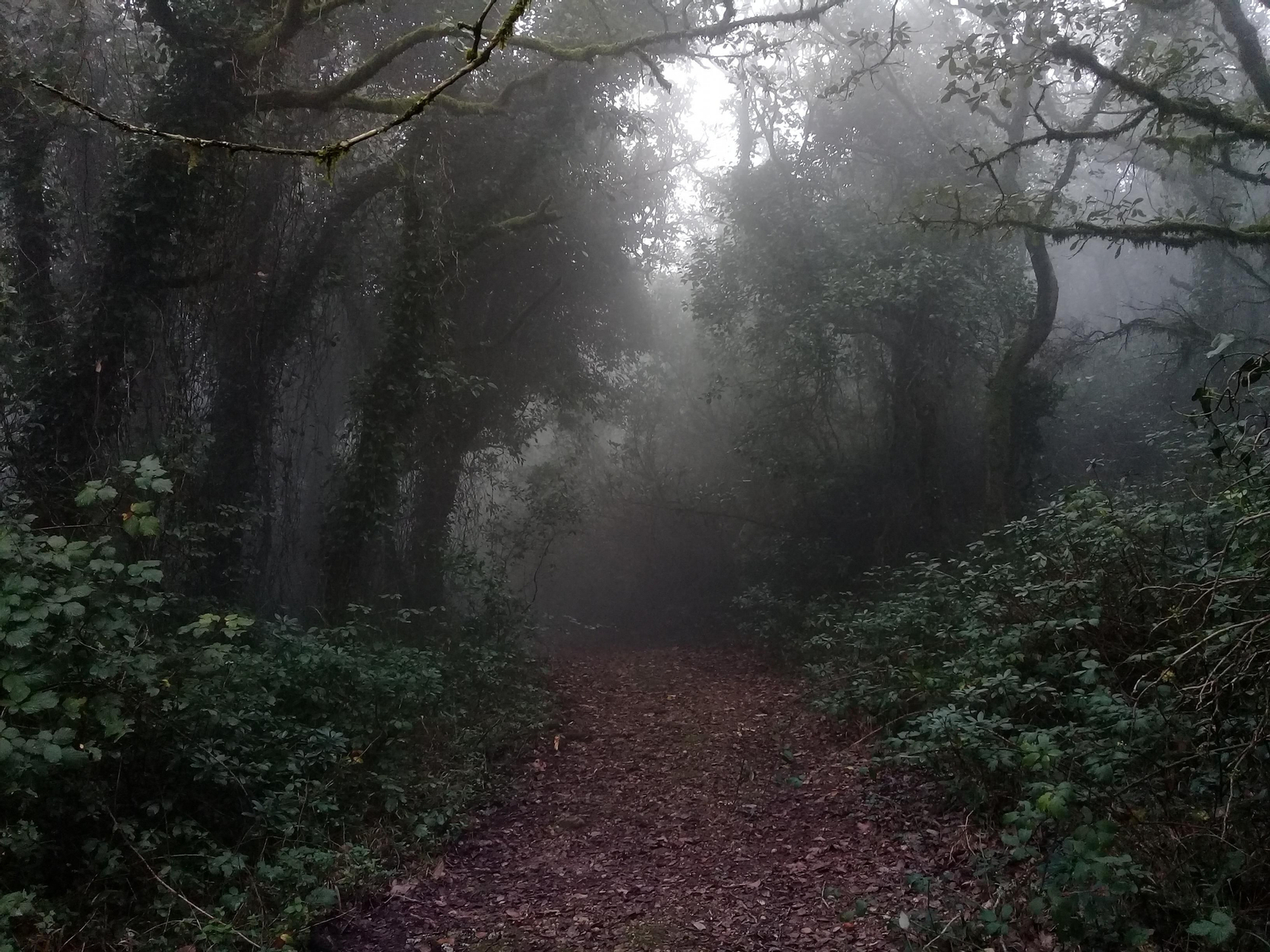 Fotos de la flora y fauna del Parque Natural de Los Alcornocales