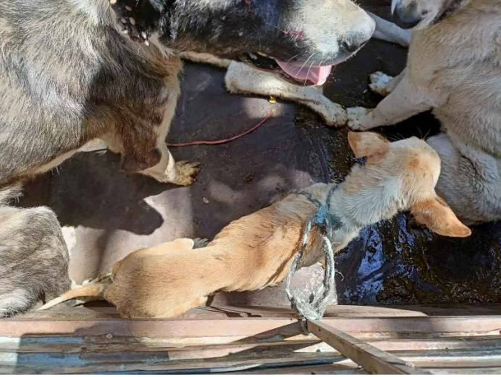 Investigan en Granada al dueño de nueve perros de caza rescatados heridos y desnutridos