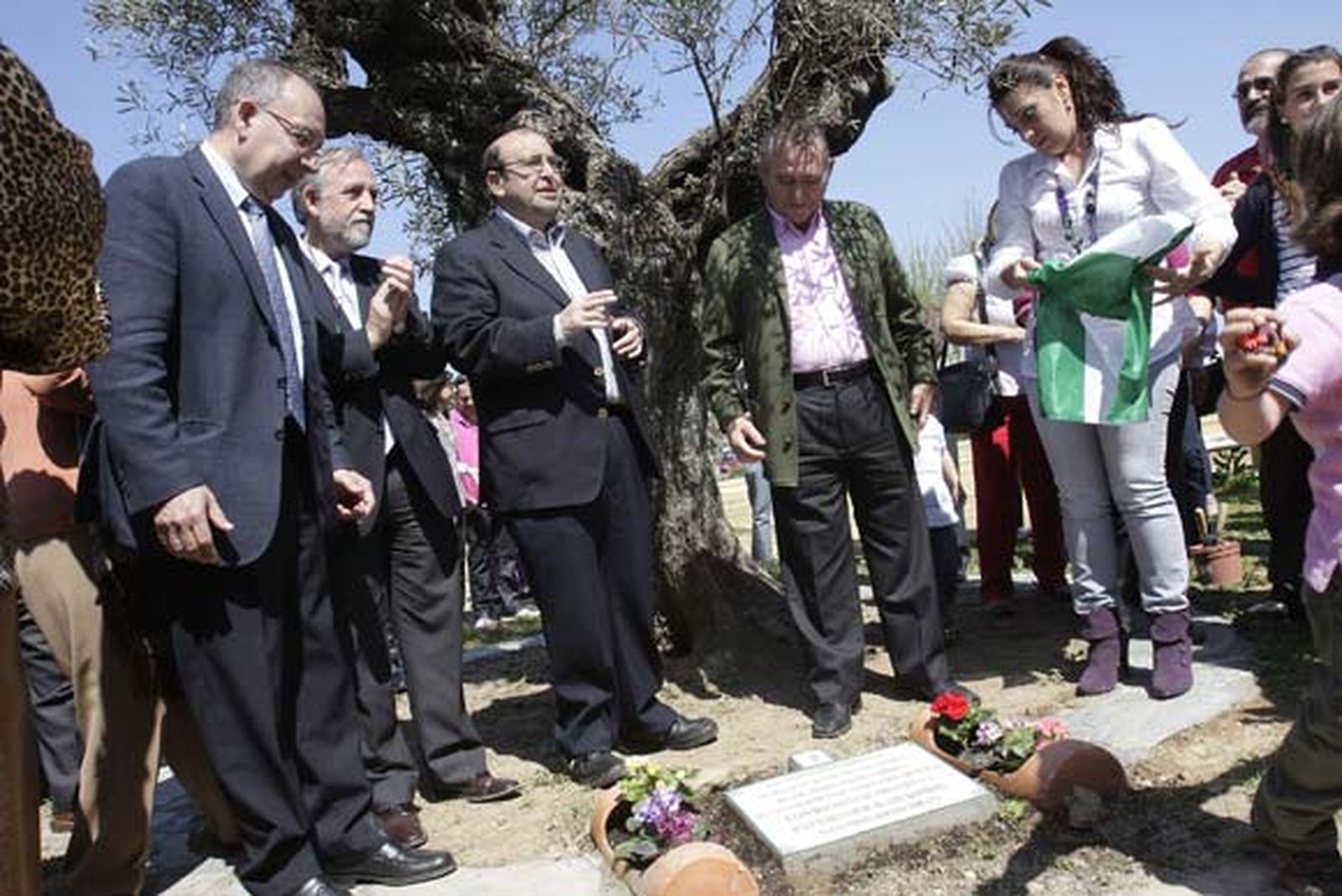 El olivo del donante crece en el Alamillo