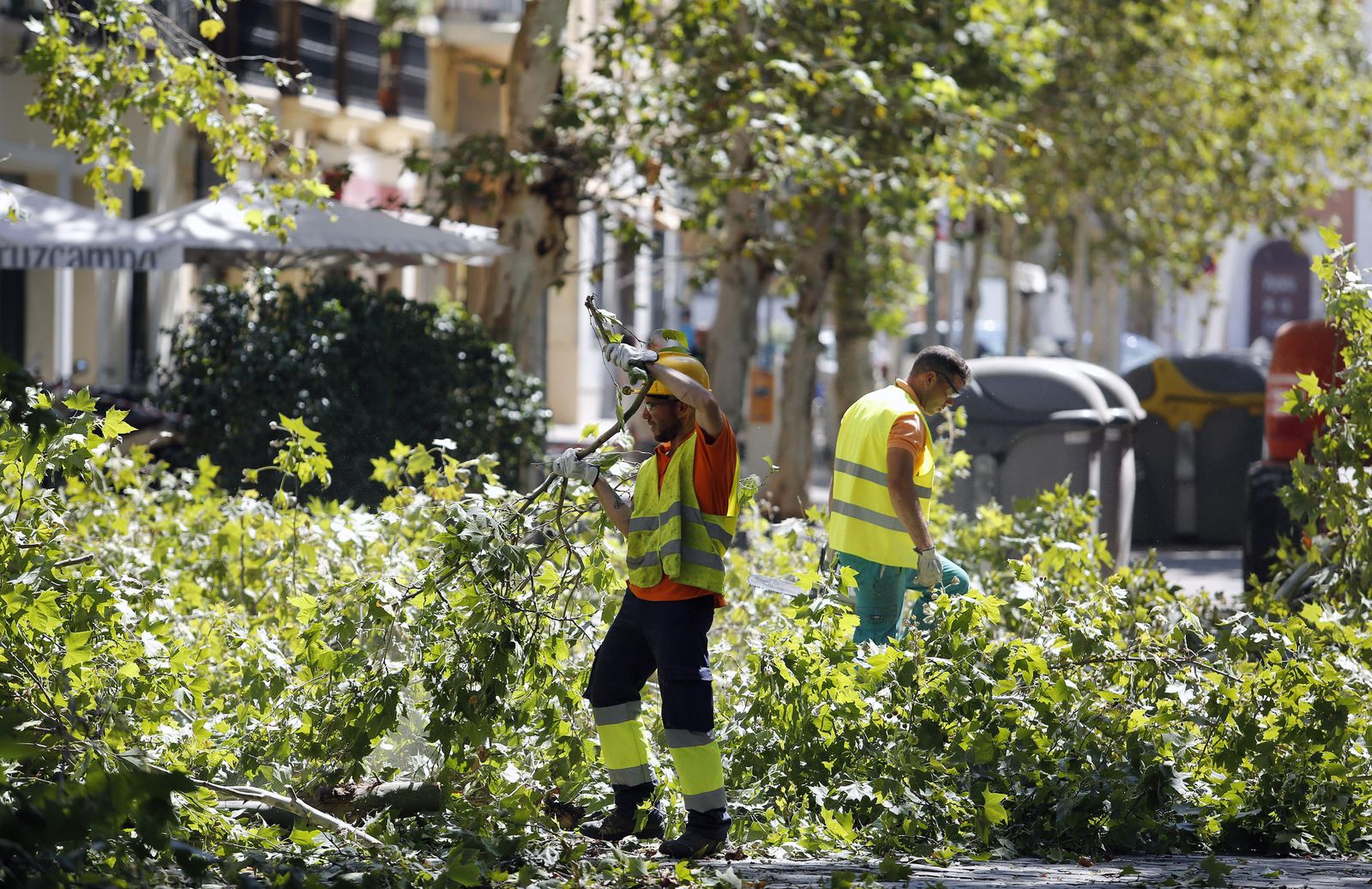 El momento de la tala en la Avenida de Cádiz