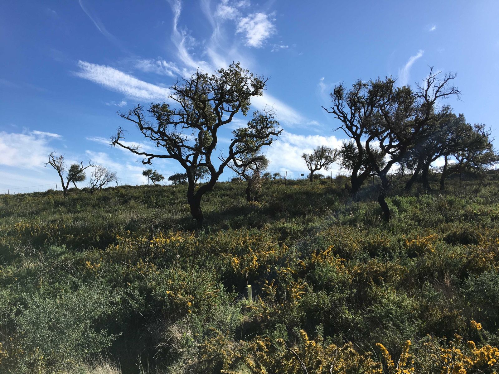 Algunos de los alcornoques plantados.
