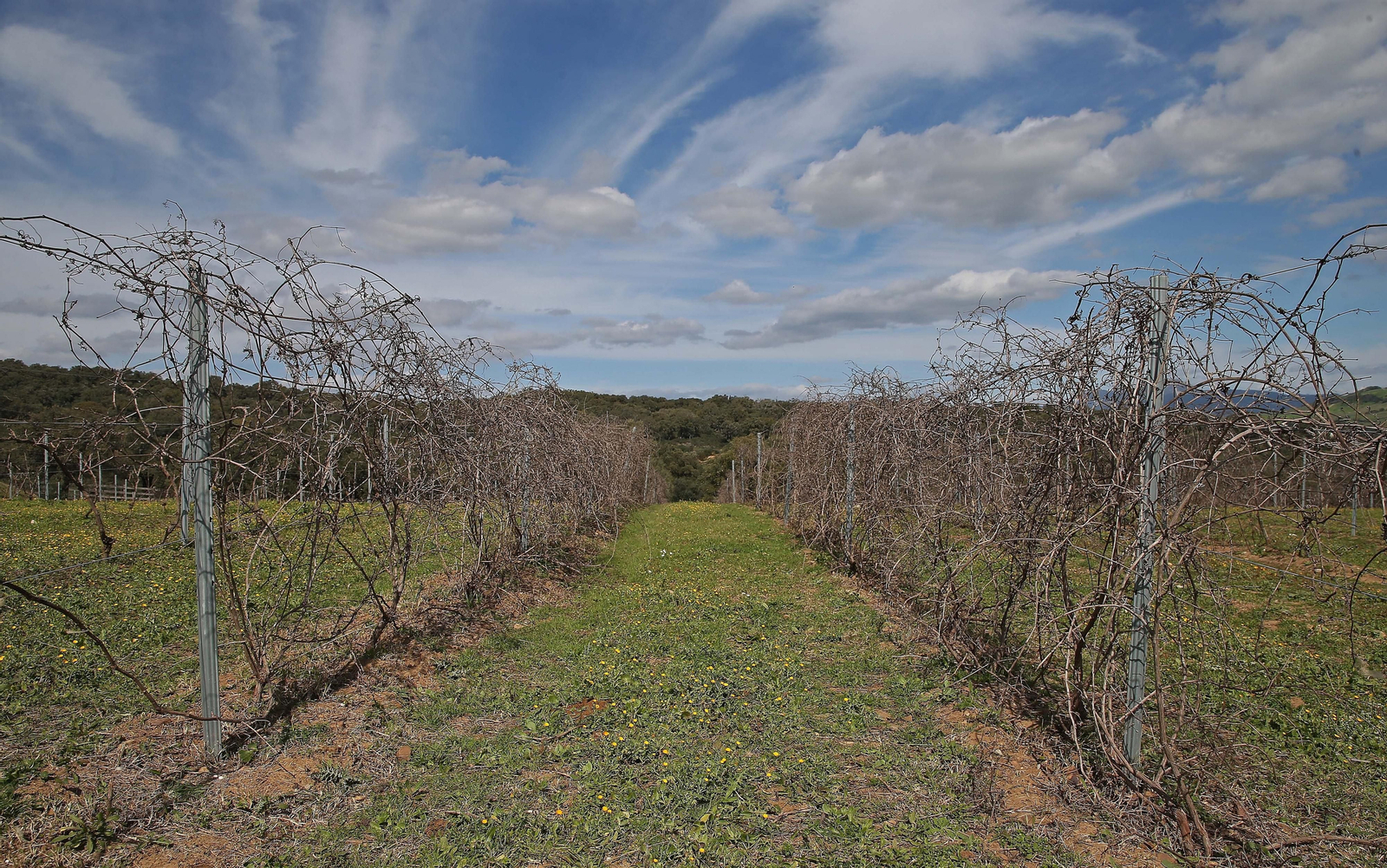 Fotos del lugar donde se produce Ribera de Hozgarganta, el primer vino del Campo de Gibraltar