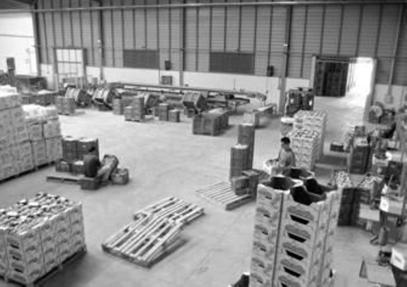 Una empresa de manipulación de ajos ubicada en la zona del Genil-Cabra, en el término municipal de Santaella.