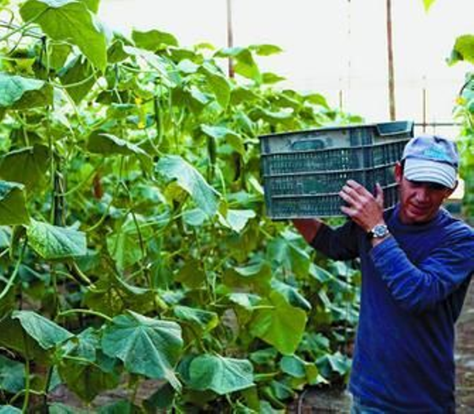 Las empresas agrarias han reducido al mínimo la contratación de inmigrantes en origen.