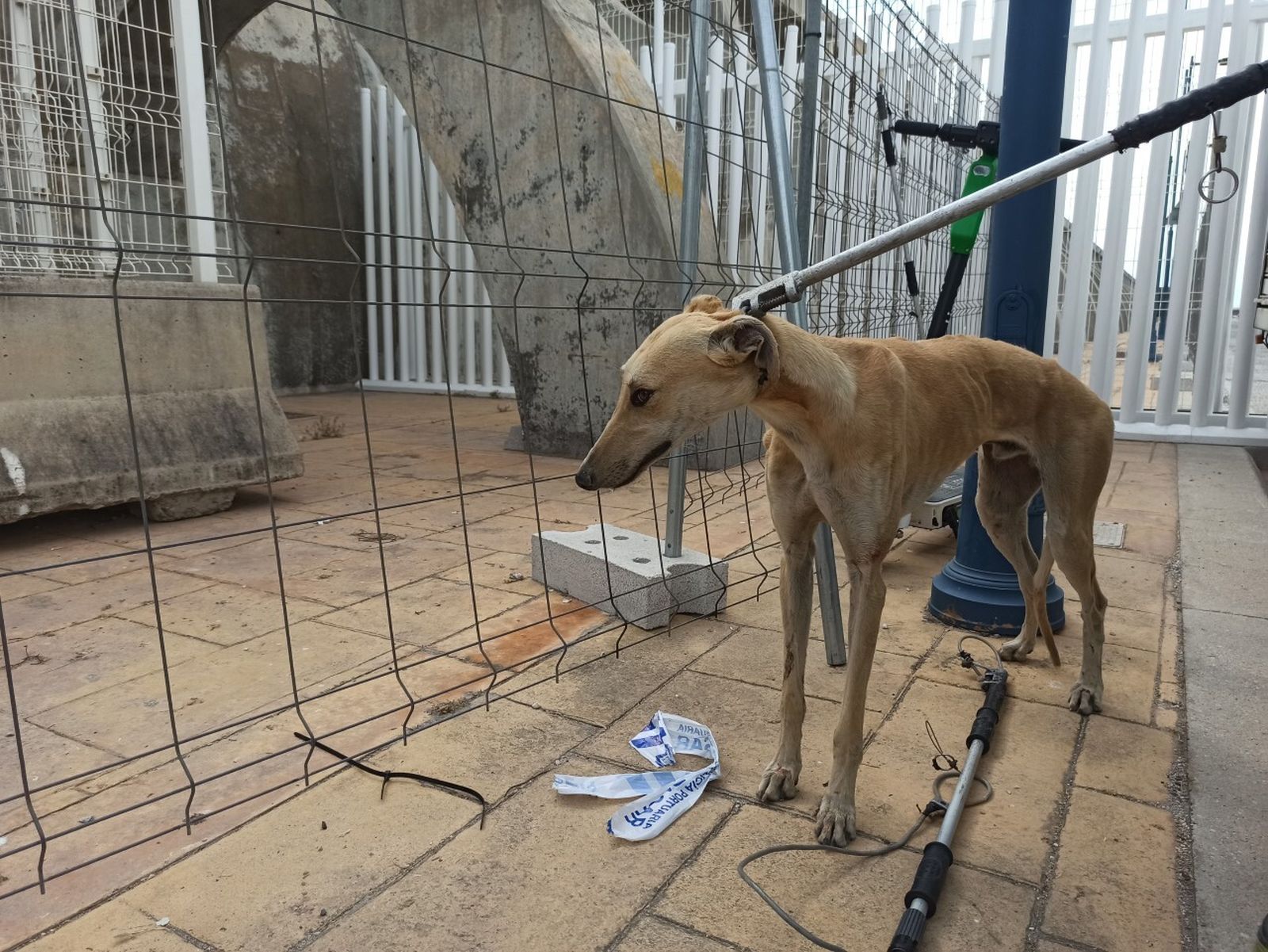 Un galgo maltratado en una imagen de archivo.