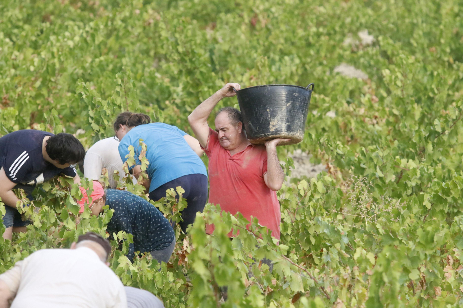 La vendimia en Montilla-Moriles, en fotografías