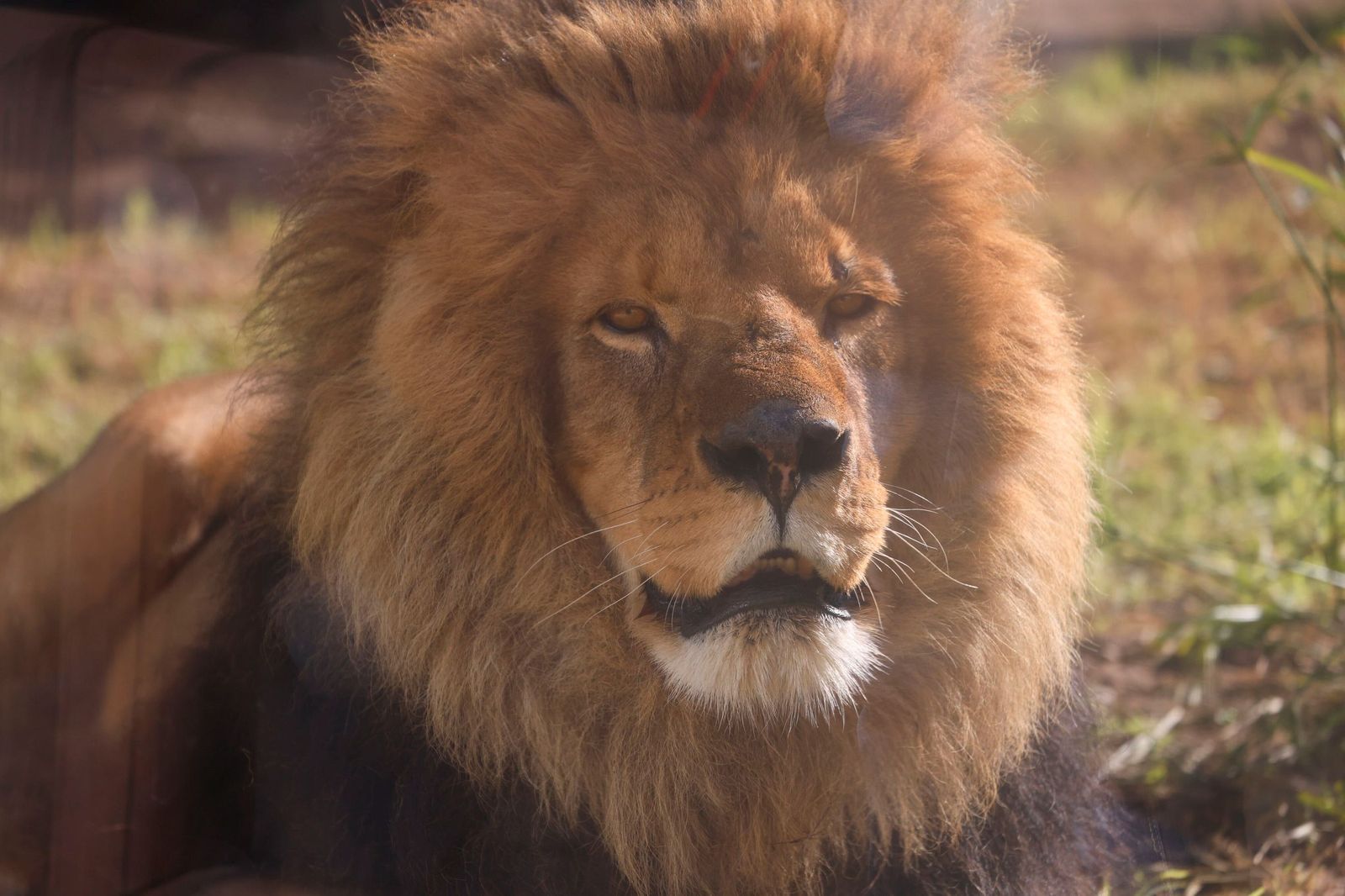 Las mejores imágenes de Zazu y Aissa, la nueva pareja de leones del Zoo de Córdoba