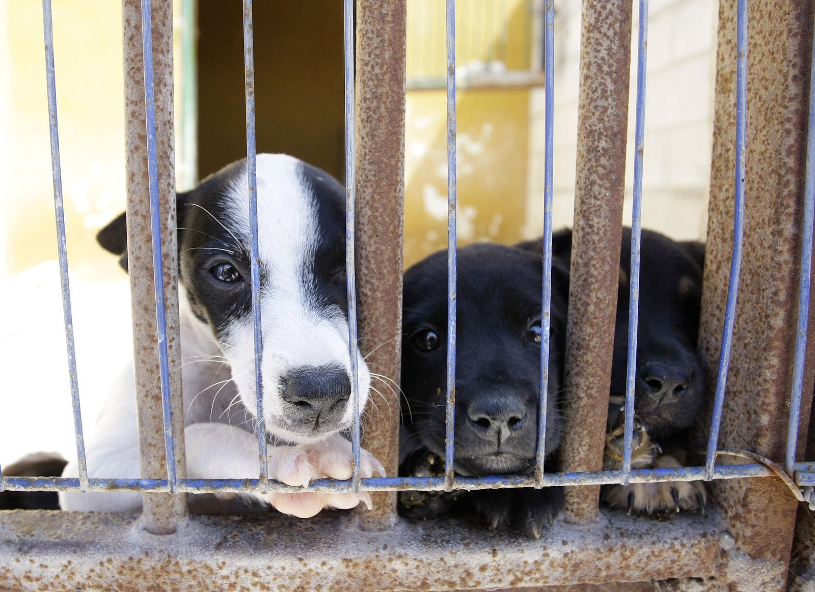 Perros en la protectora de animales de La Línea