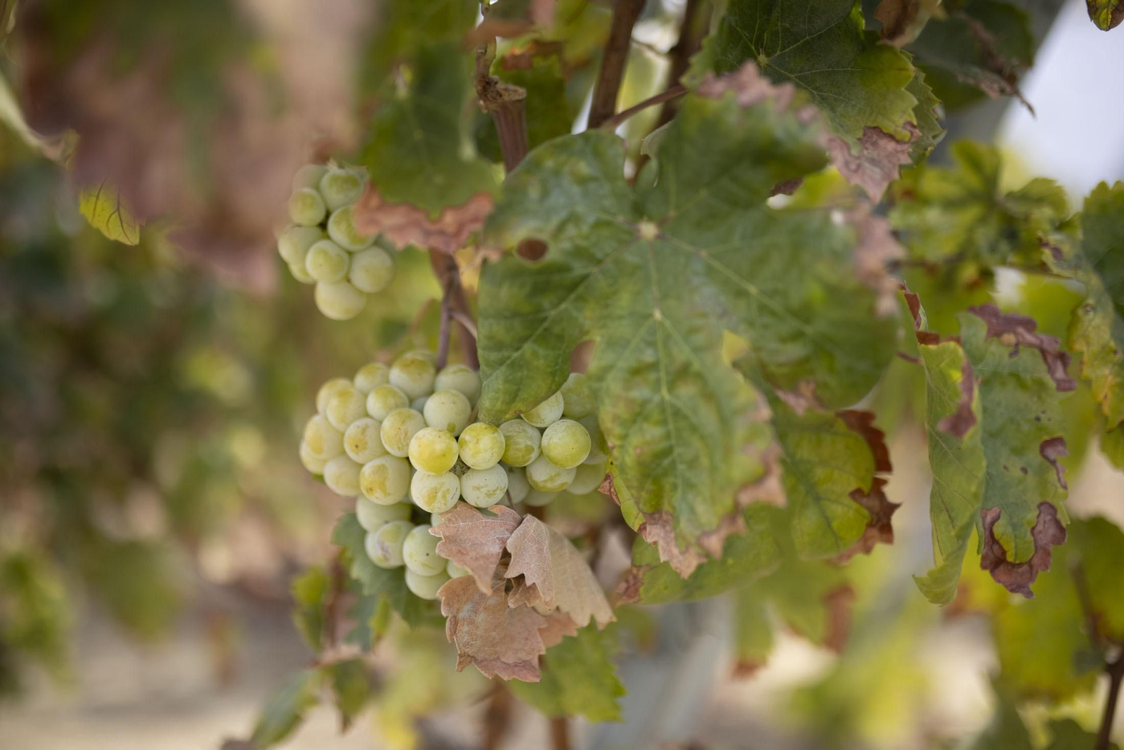 Imágenes de la vendimia en el Condado de Huelva