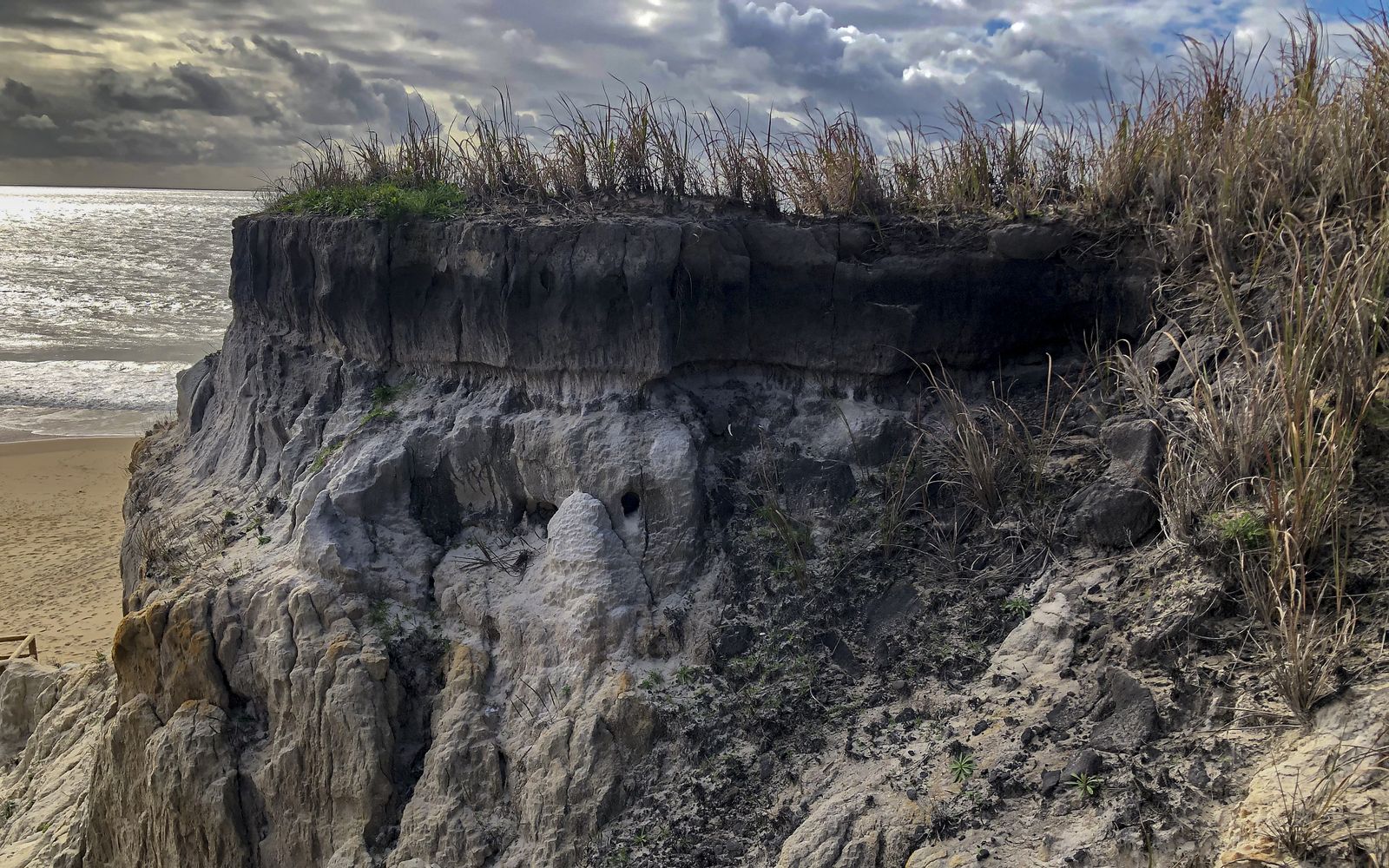 El resurgir de Doñana: tres años después del incendio