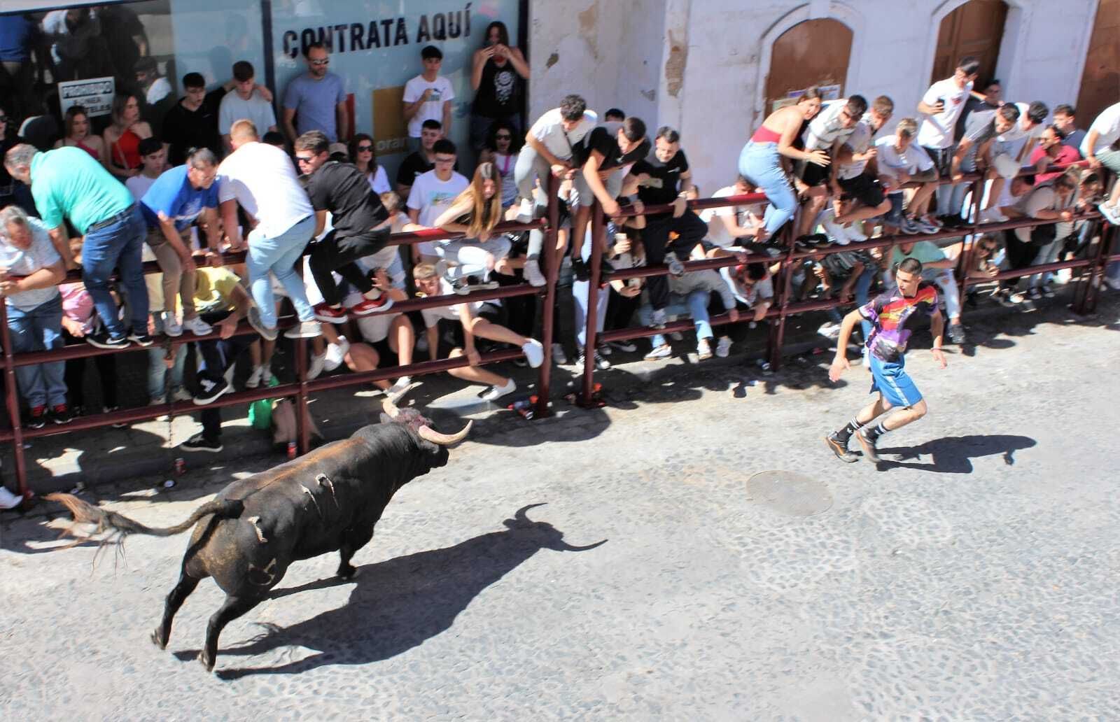 Las imágenes de la celebración del Toro del Aleluya en Arcos 2024