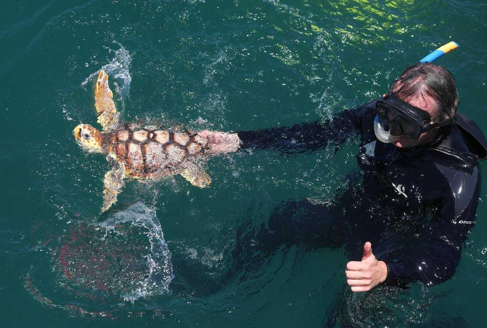 Una de las tortugas marinas liberadas por el Aula del Mar.