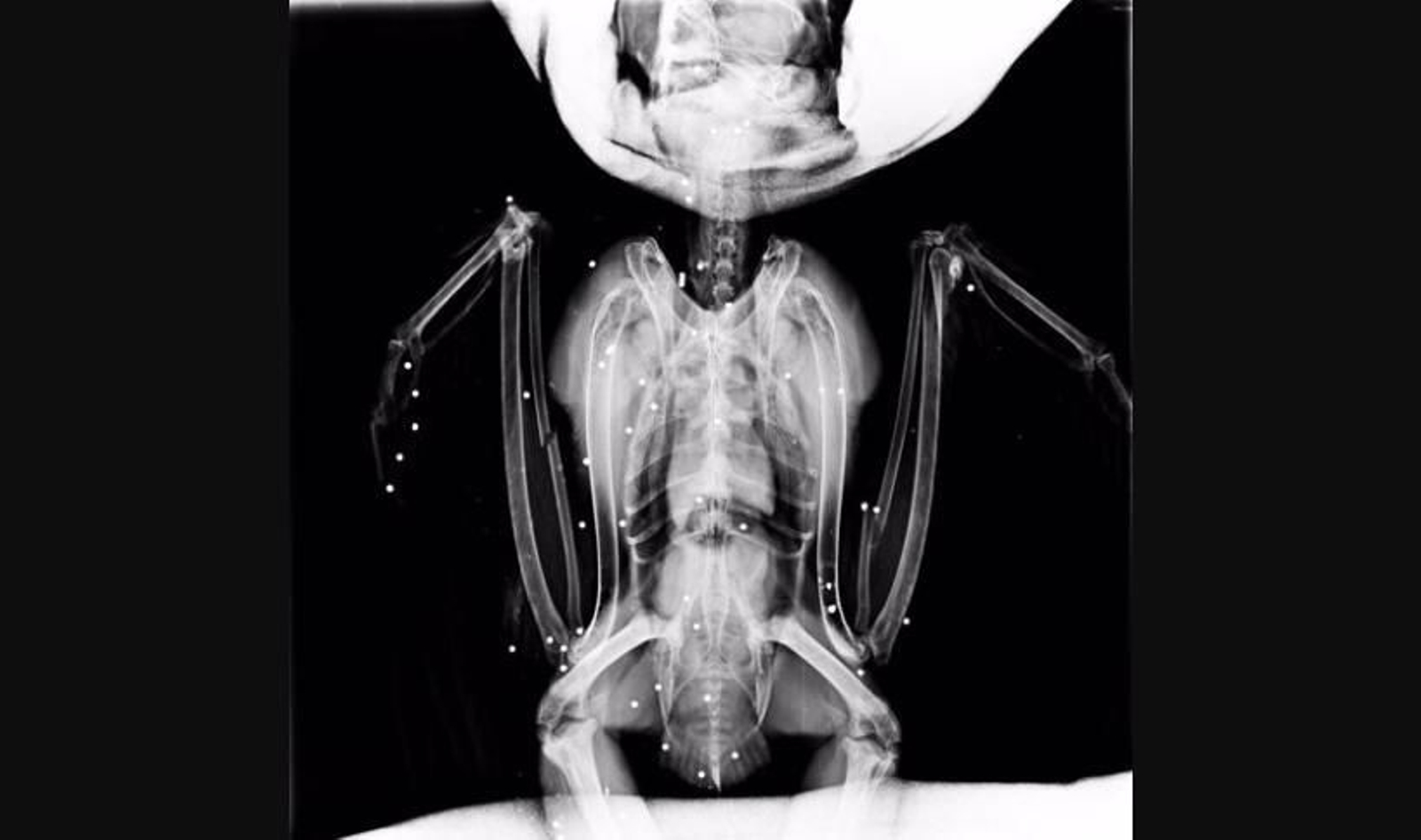 Una cigüeña blanca y un búho real con disparos de escopeta ingresan en el hospital de fauna salvaje de GREFA