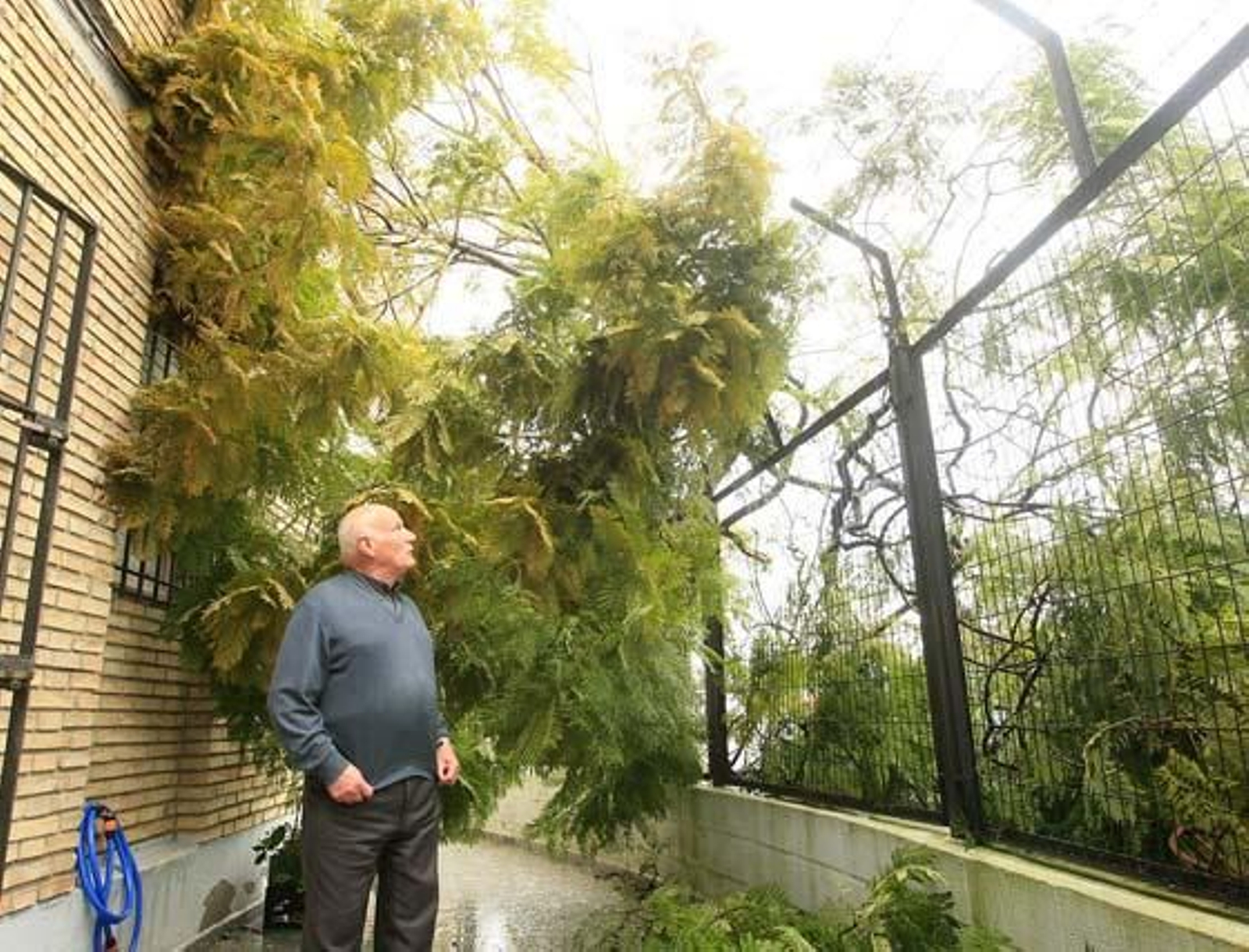 Un vecino del Polígono de San Benito observa las ramas de una jacaranda desprendidas a causa de las fuertes rachas de viento.