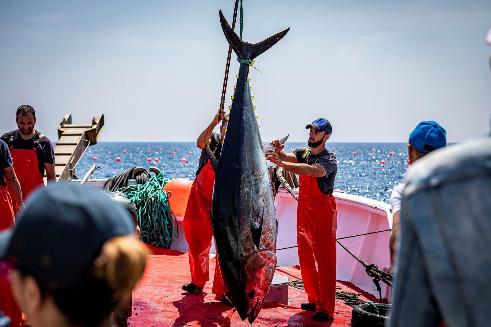 Una levantá de atunes en la almadraba de Barbate.