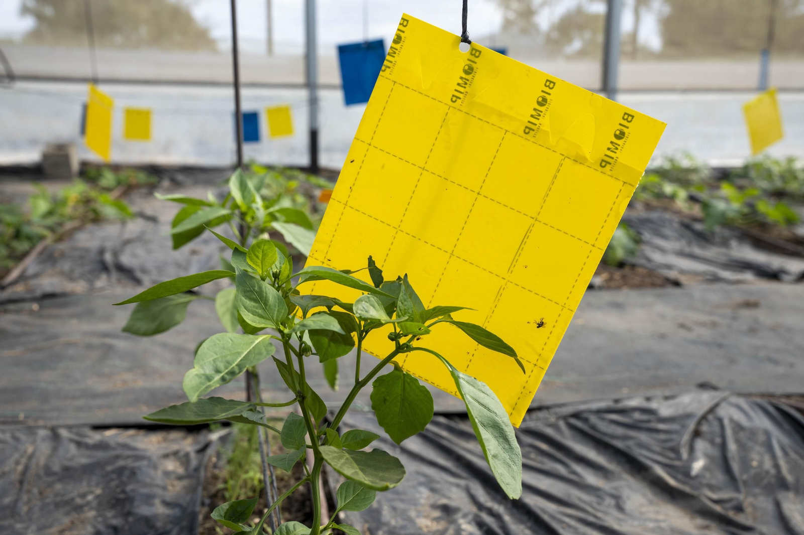 Visitamos el IES Sol de Portocarrero de La Cañada de San Urbano para ver las nuevas infraestructuras para FP en los centros educativos de la provincia de Almería, en imágenes