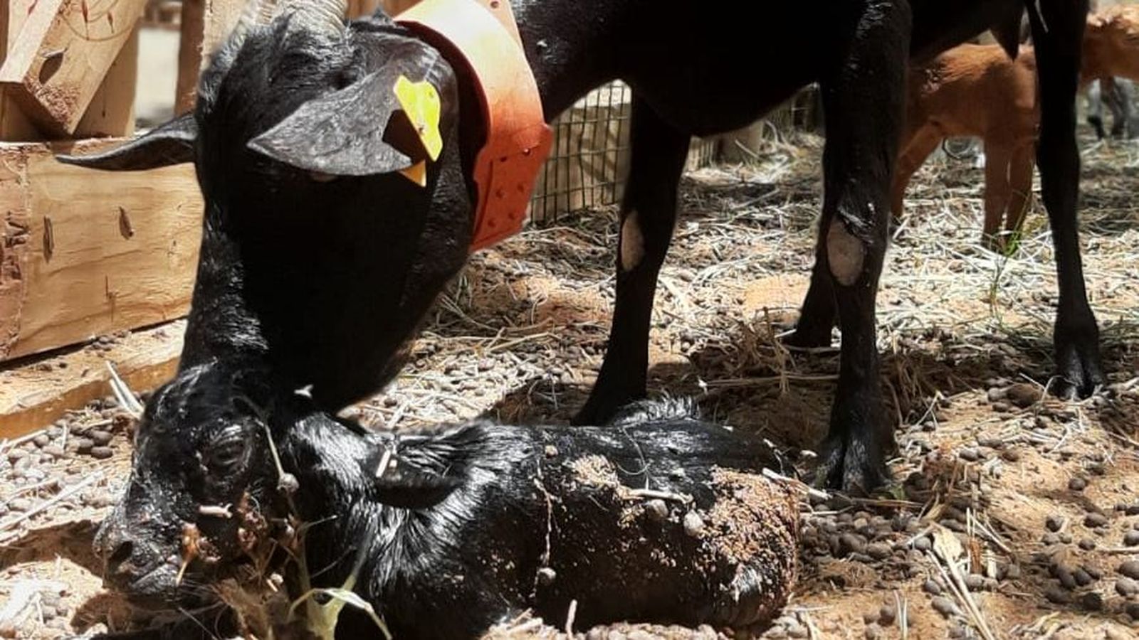 Primeros cabritos del proyecto Ronono Osy 02 (1)