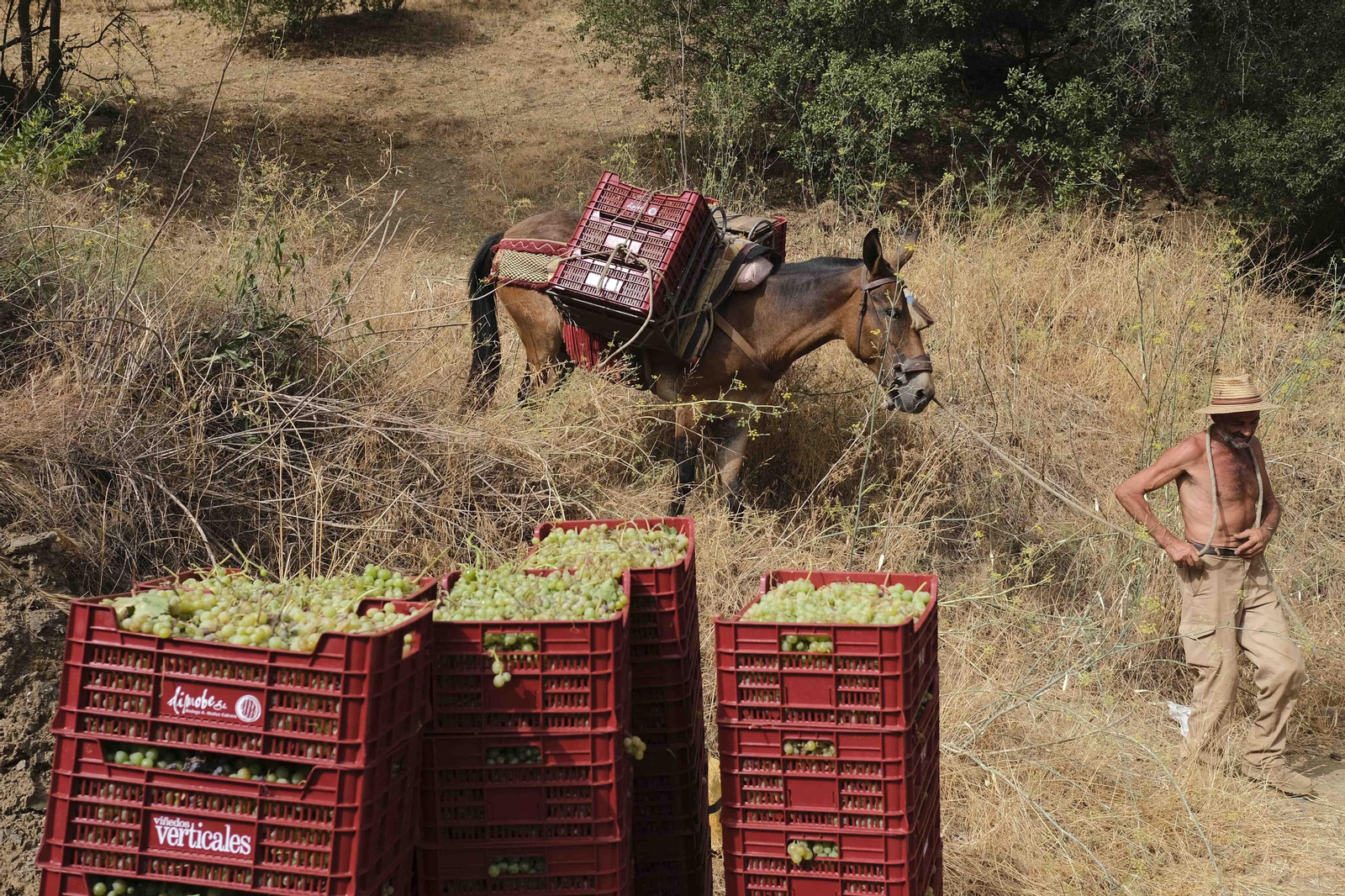 La vendimia de la Axarquía, en fotos