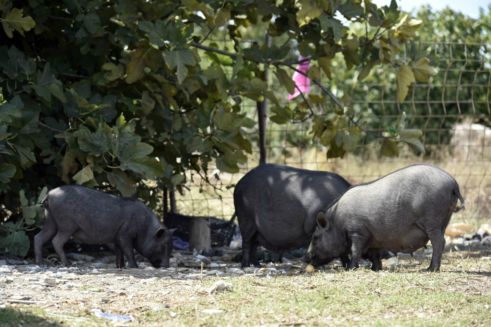 Cerdos vietnamitas entre los puentes Matadero y Caracol.