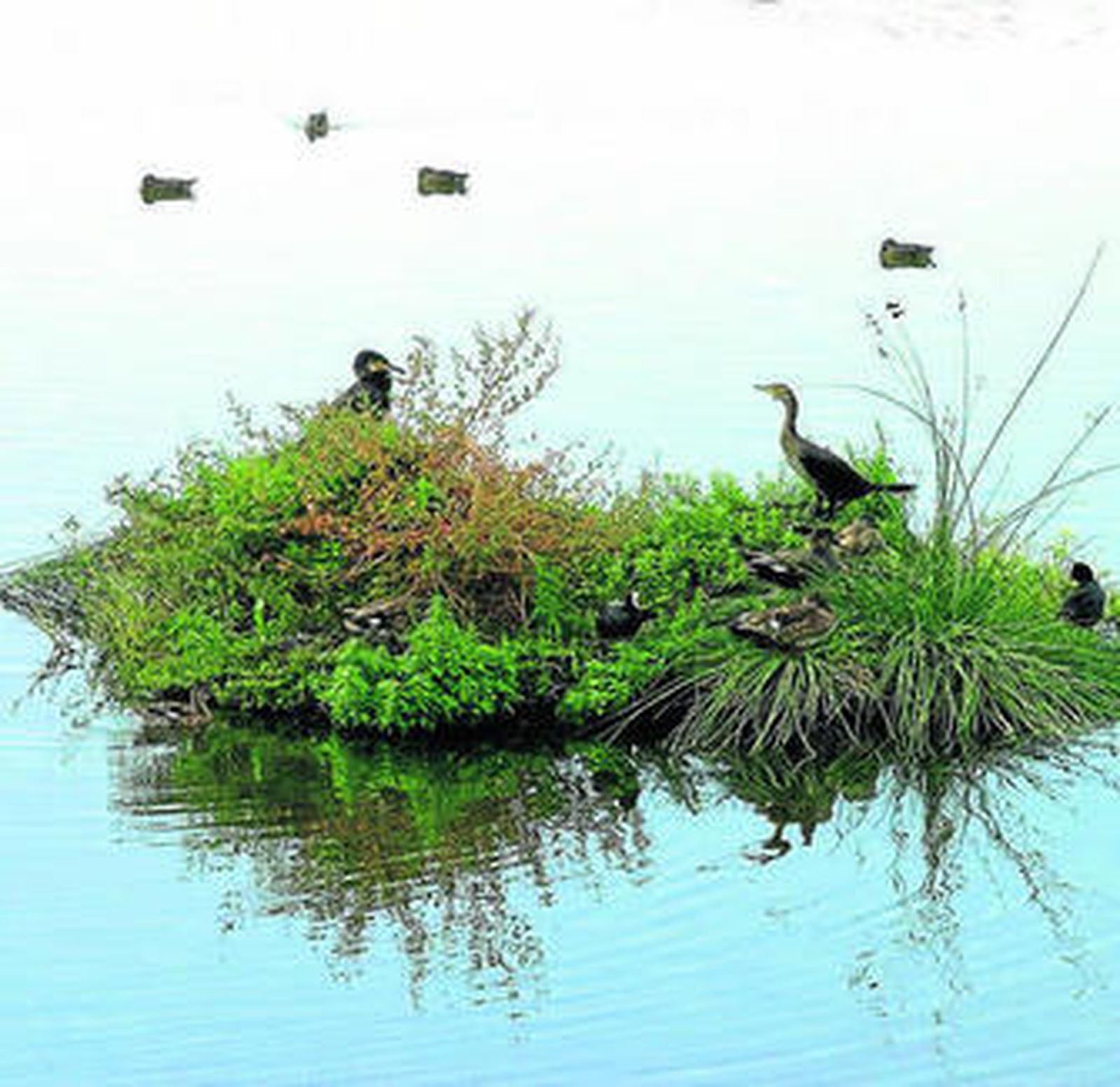 Cormoranes, fochas, porrón y hembras de pato cuchara en la Laguna.
